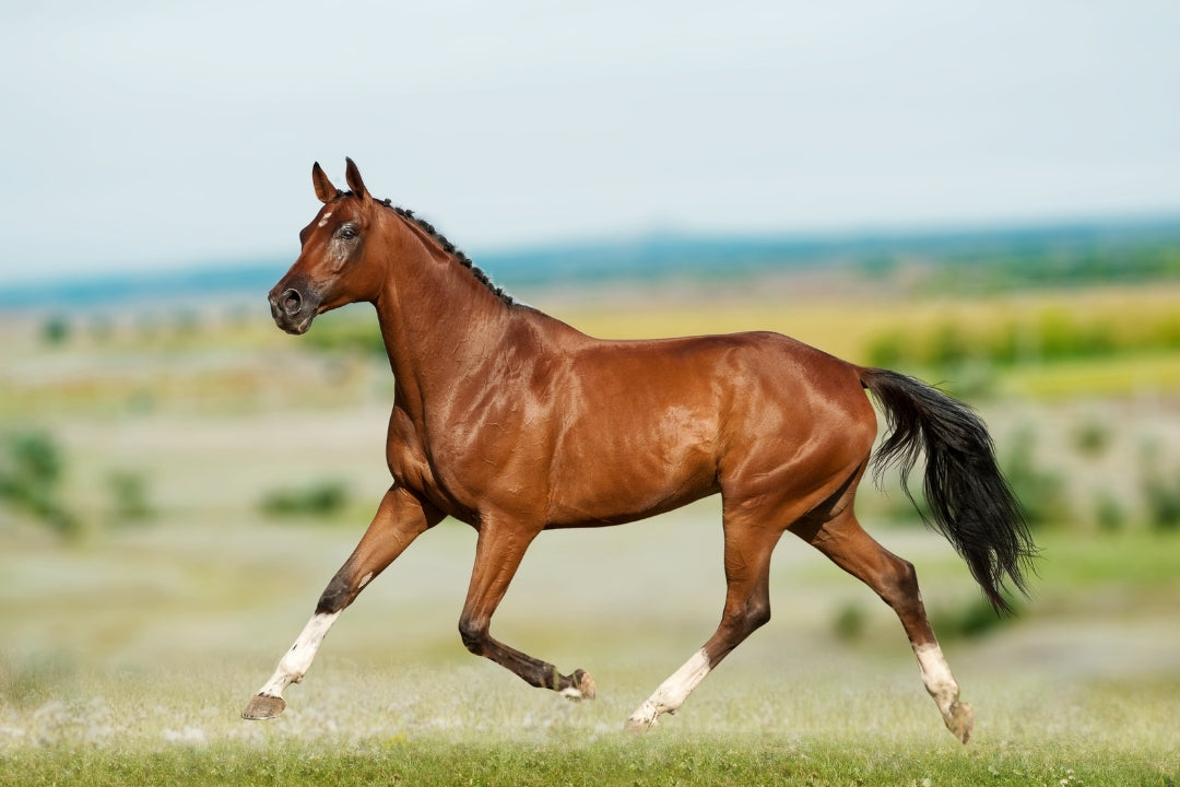 Magnesium Glycinate vs. Magnesium Oxide for Horses: What’s the Difference?