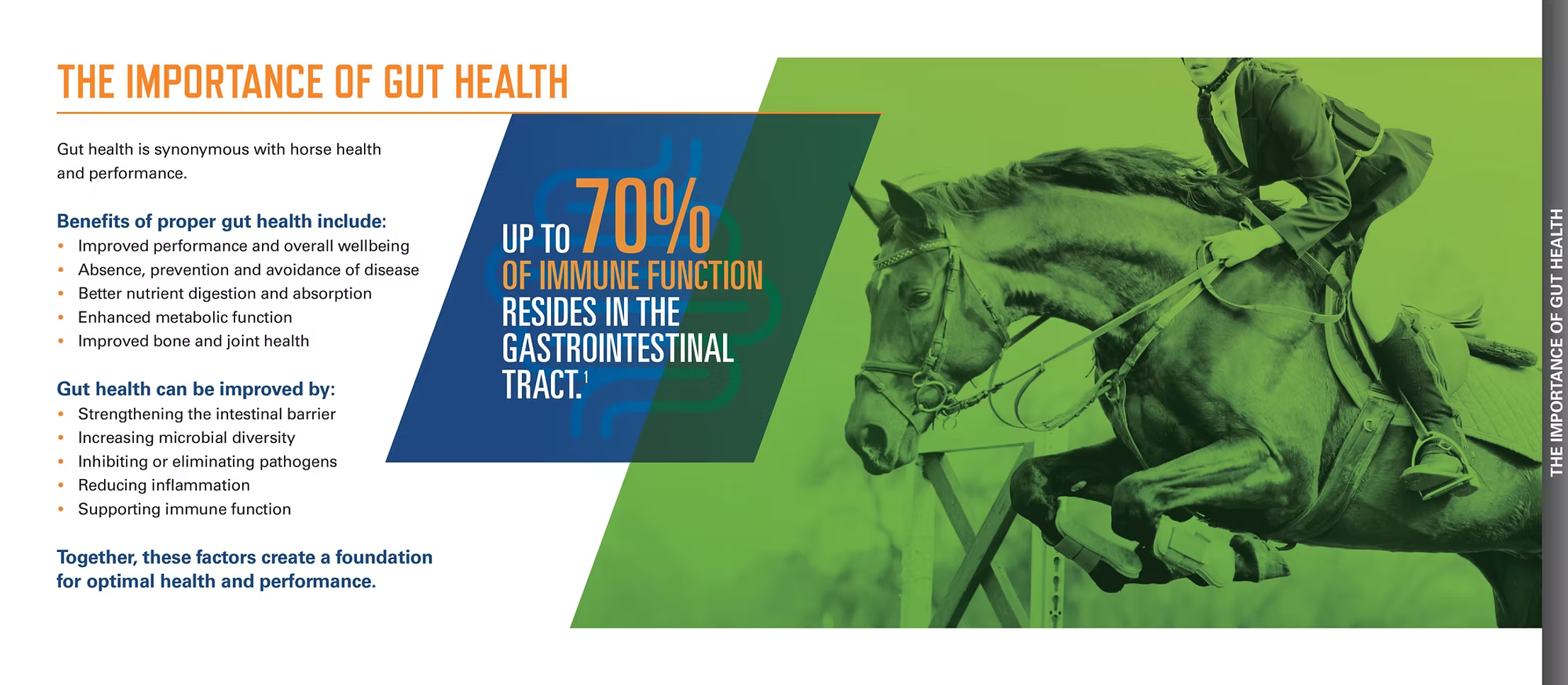 Gut health drives horse performance: prevents disease, boosts digestion and metabolism. 70% of immune function is GI-based.