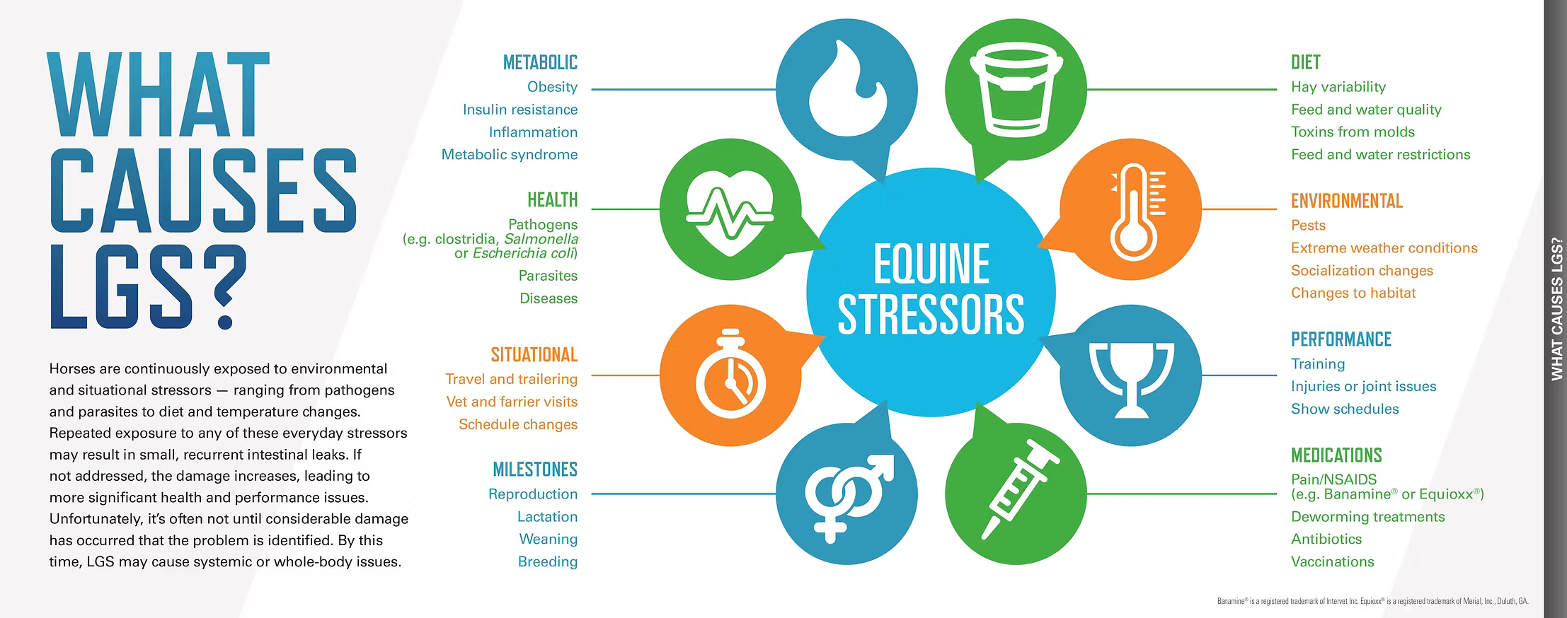 Constant stressors cause intestinal leaks. Damage accumulates into leaky gut syndrome, often caught only after systemic harm.