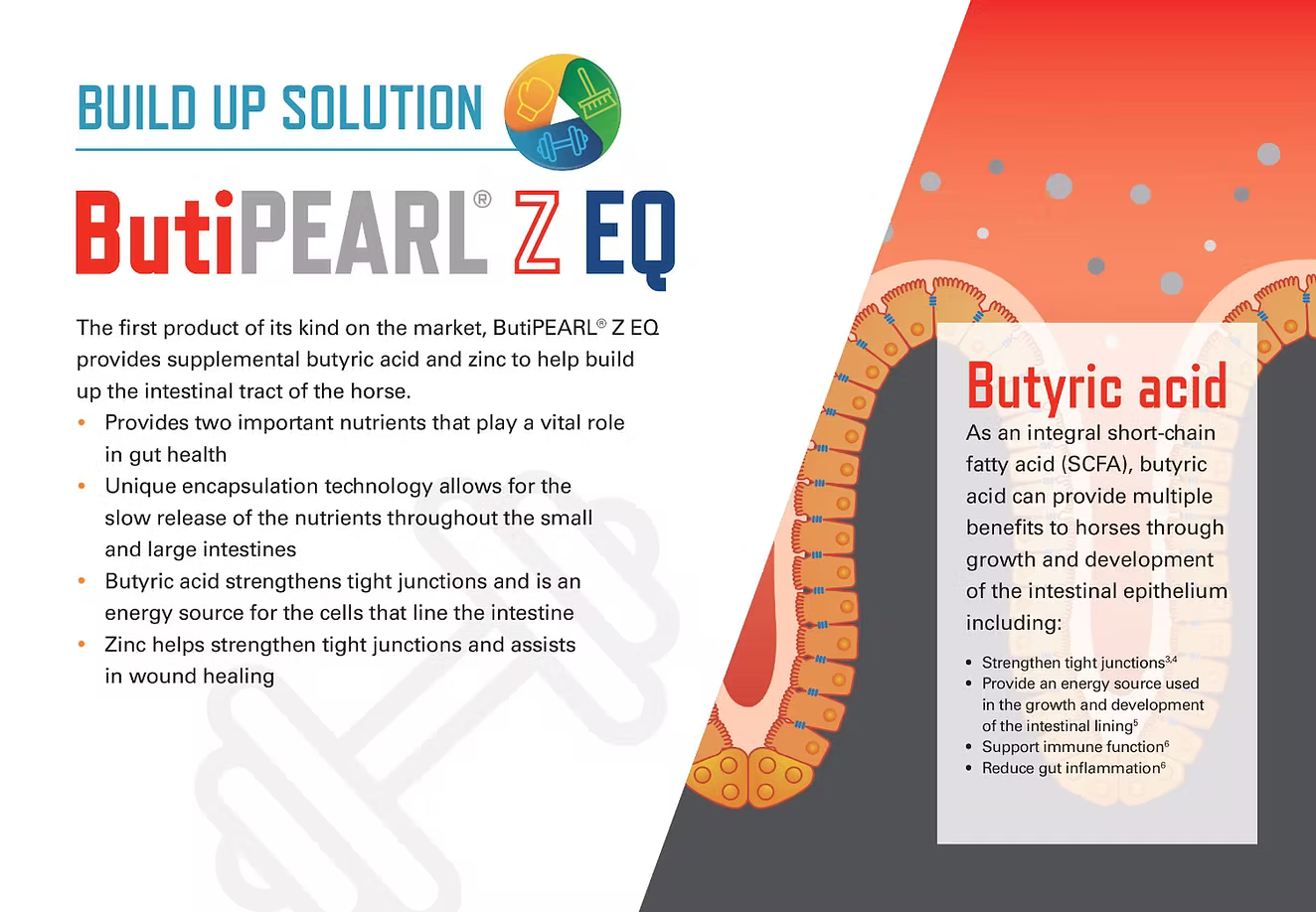 ButiPEARL Z EQ: butyric acid strengthens gut junctions, reduces inflammation. Zinc reinforces junctions and aids healing.