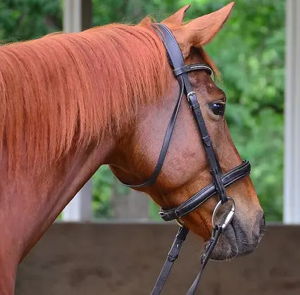 Brown horse wearing a bridle with a blurred green background