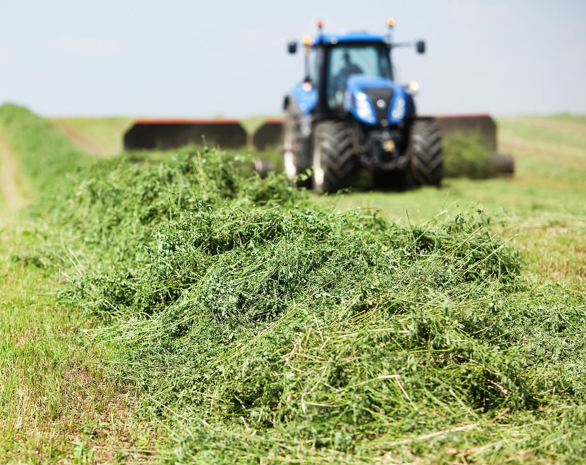 Tractor harvesting green grass in a field