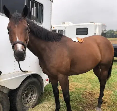 Brown horse standing in front of a white trailer on a grassy field.