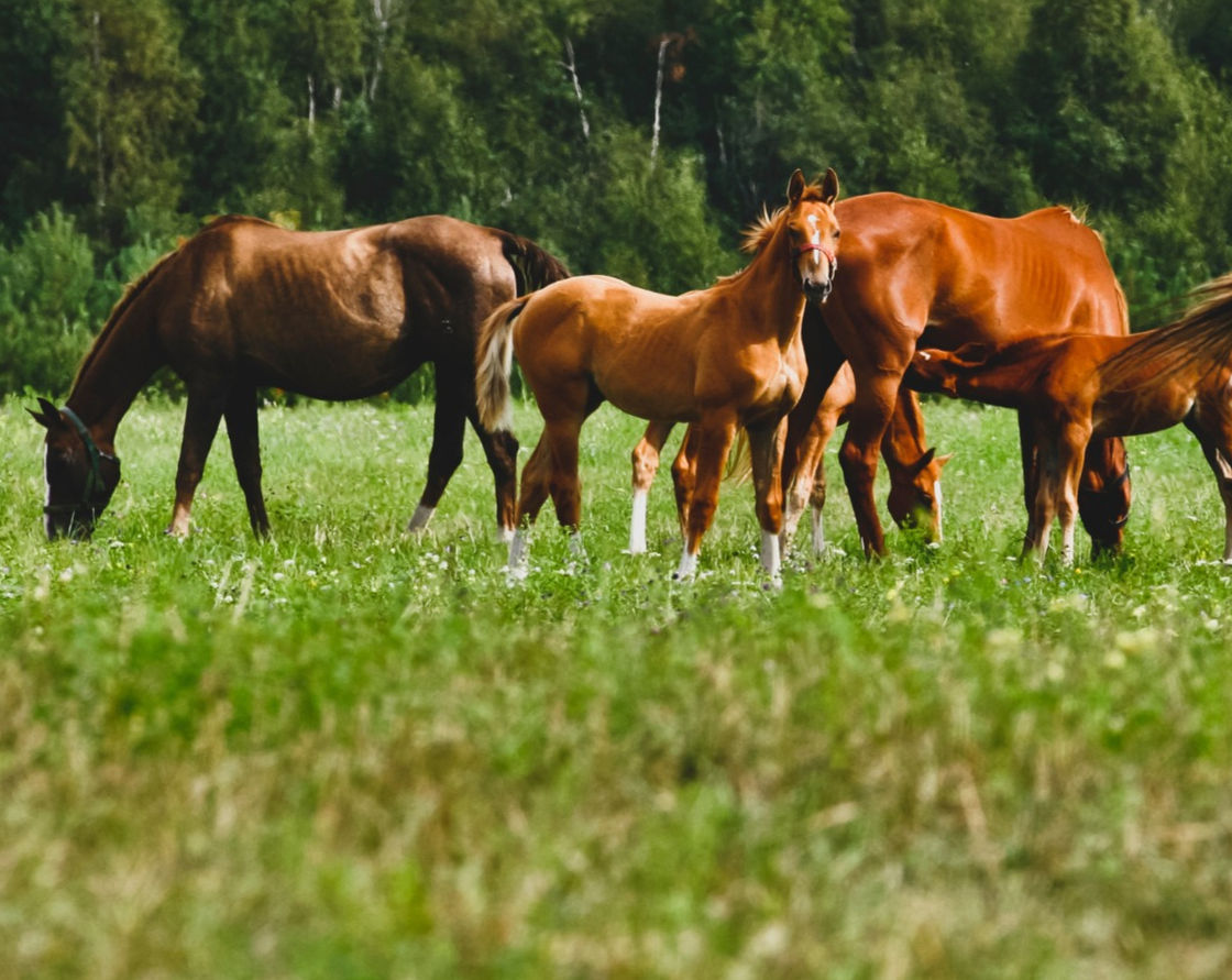 Horses grazing in a lush green field with trees in the background