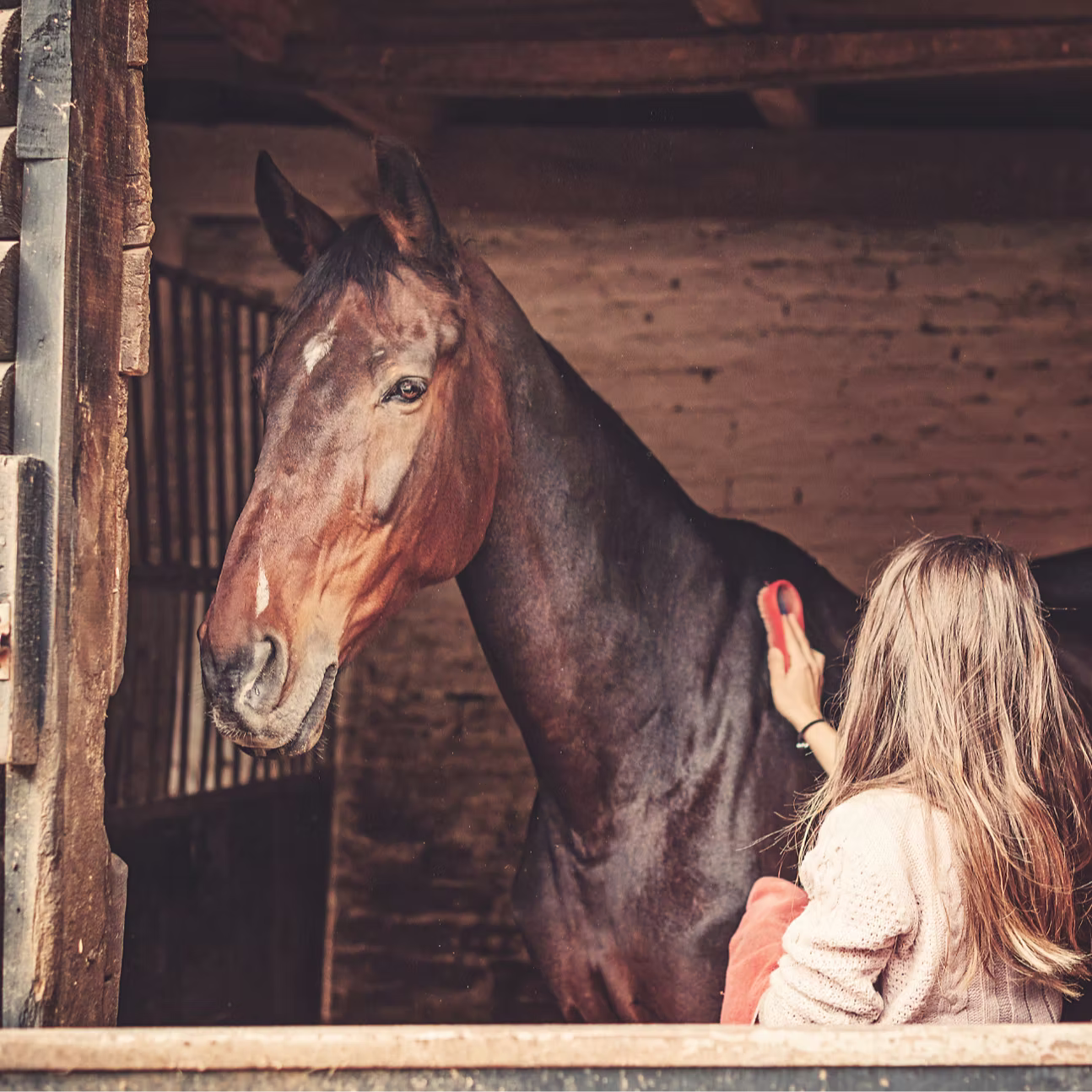 Woman grooming a horse in a stable