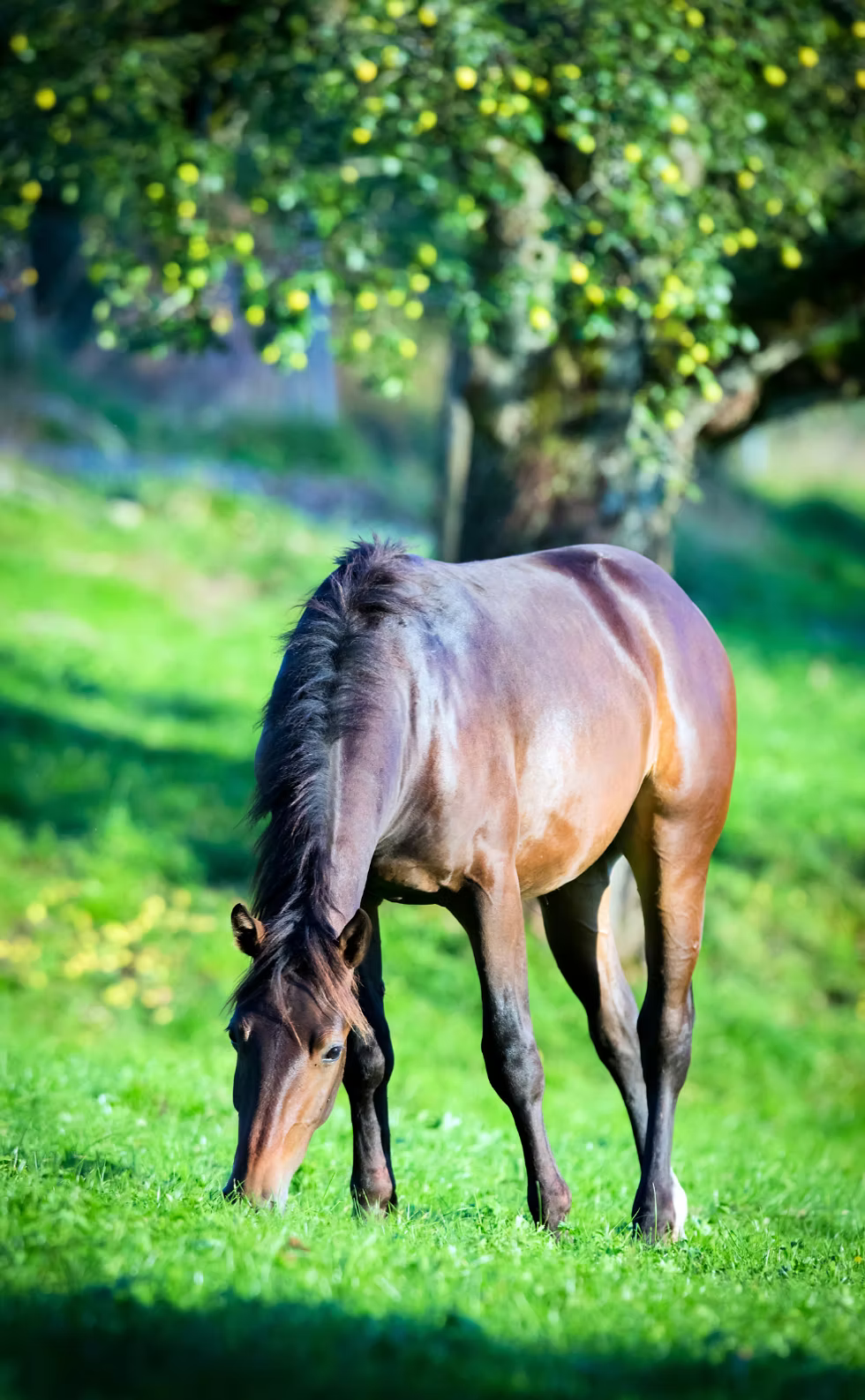 Horse grazing in a lush green field with trees in the background