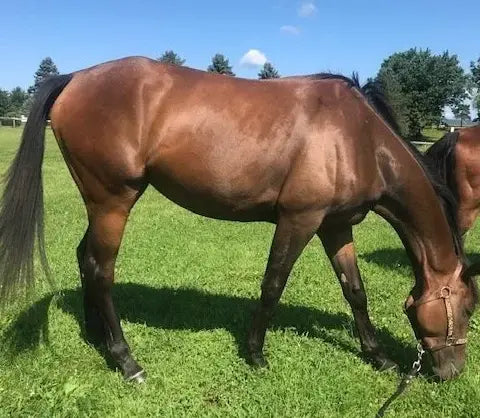 Brown horse grazing on green grass with a clear blue sky