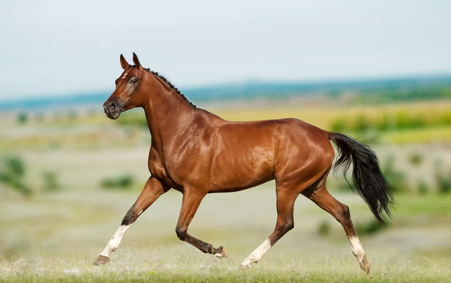 Brown horse running on a grassy field with a blurred background