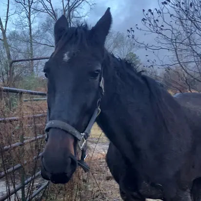 Black horse standing in a fenced area with trees in the background