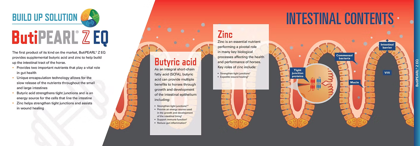 ButiPEARL Z EQ: slow-release butyric acid and zinc strengthen gut junctions, support immunity, and accelerate wound healing.