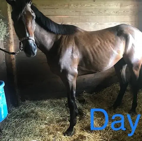 Horse standing on hay in a stable with 'Day' text overlay