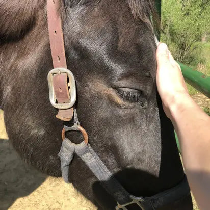 Close-up of a horse being petted by a person with a blurred natural background