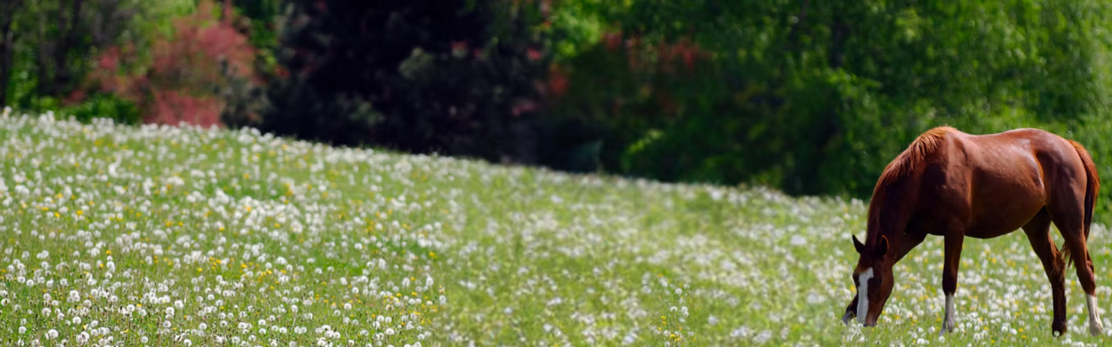 Brown horse grazing in a field of white flowers with green trees in the background