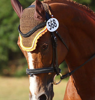 Brown horse wearing a bridle with a number tag in a natural setting