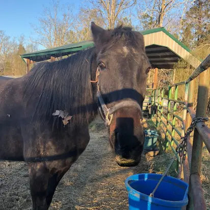 Brown horse standing next to a blue bucket in an outdoor setting with trees and a shelter.