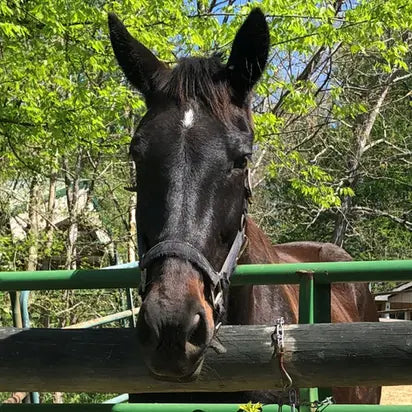 Horse looking over a fence with trees in the background