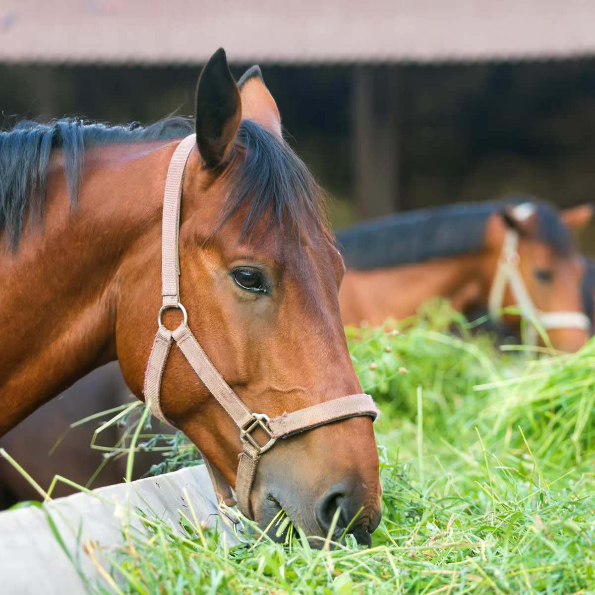 Brown horse eating grass with another horse in the background