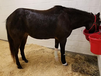 Dark horse standing in a stable with red buckets on a white wall background