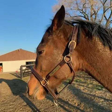 Horse with a bridle standing in an outdoor setting with a building and trees in the background.