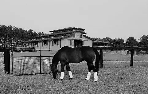 black and white of a Horse grazing in a fenced area with a building in the background