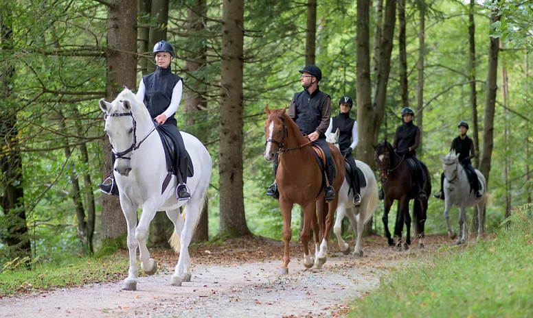Four horses and riders walking single-file through a wooded setting