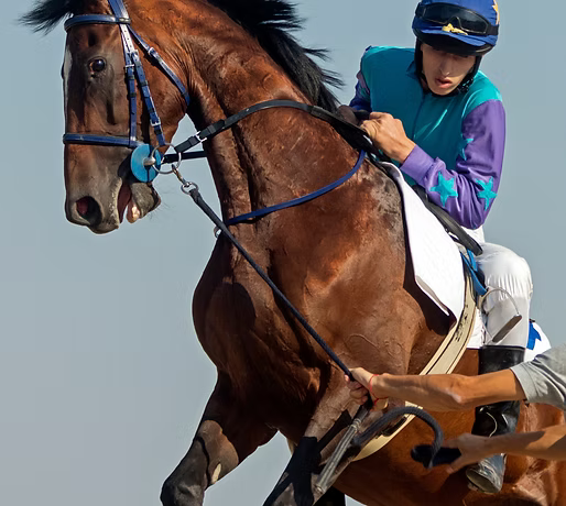 Brown horse with a jockey in a blue and purple outfit against a clear sky.