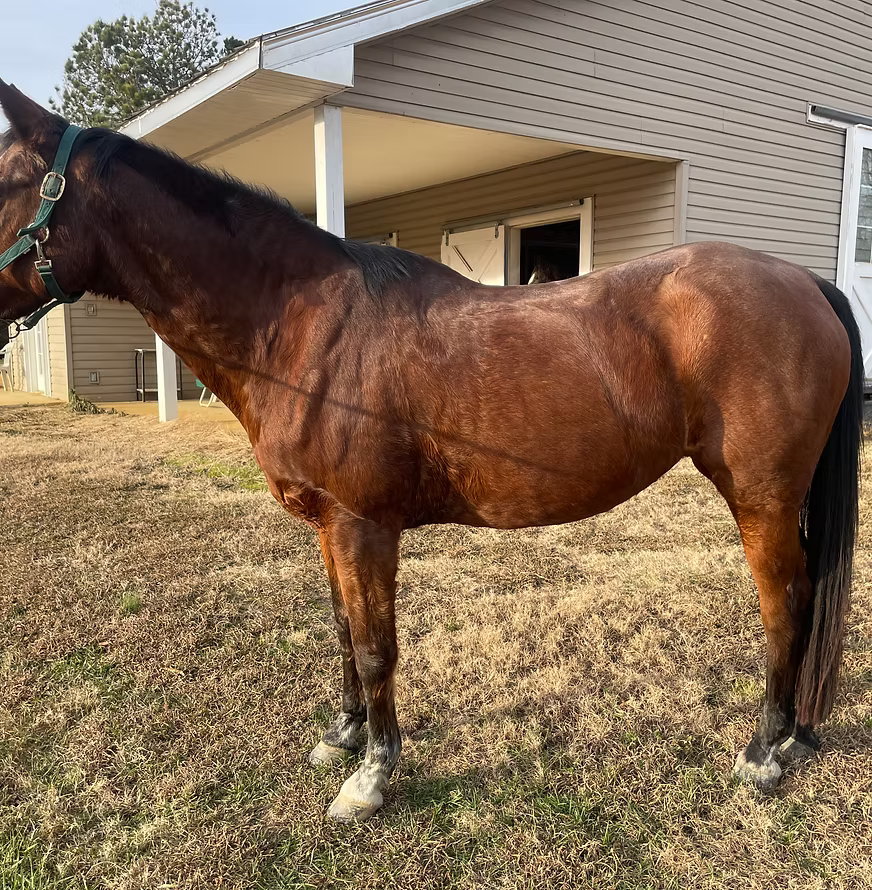 Brown horse standing in a field with a building in the background
