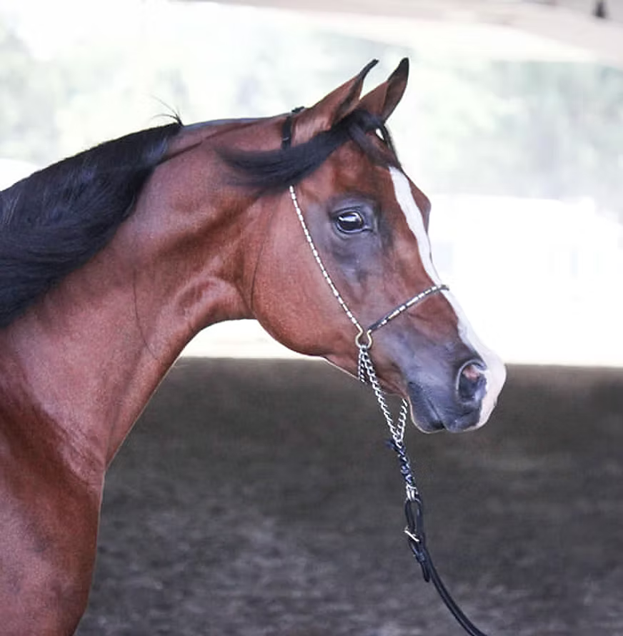 Brown horse with a white blaze on its face, wearing a bridle, against a blurred background.