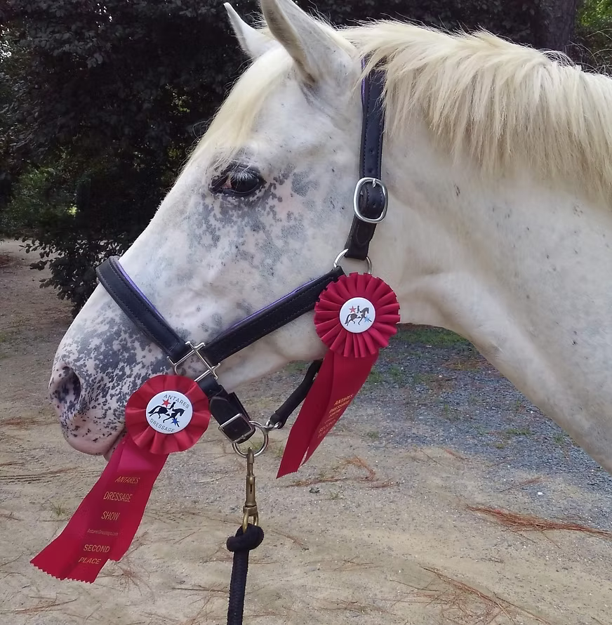 White horse with two red ribbons on its bridle